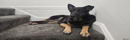 German Shepherd dogs for sale: My 2 Beautiful German Shepherds For Rehoming - Advert 3