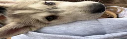 Utonagan dogs for sale: READY TO LEAVE. 3 stunning husky/malamute puppies - Advert 14