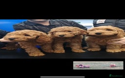 Miniature Poodle dogs for stud: Extensively Health Tested Deep Red Mini Poodle in Mansfield - Image 40