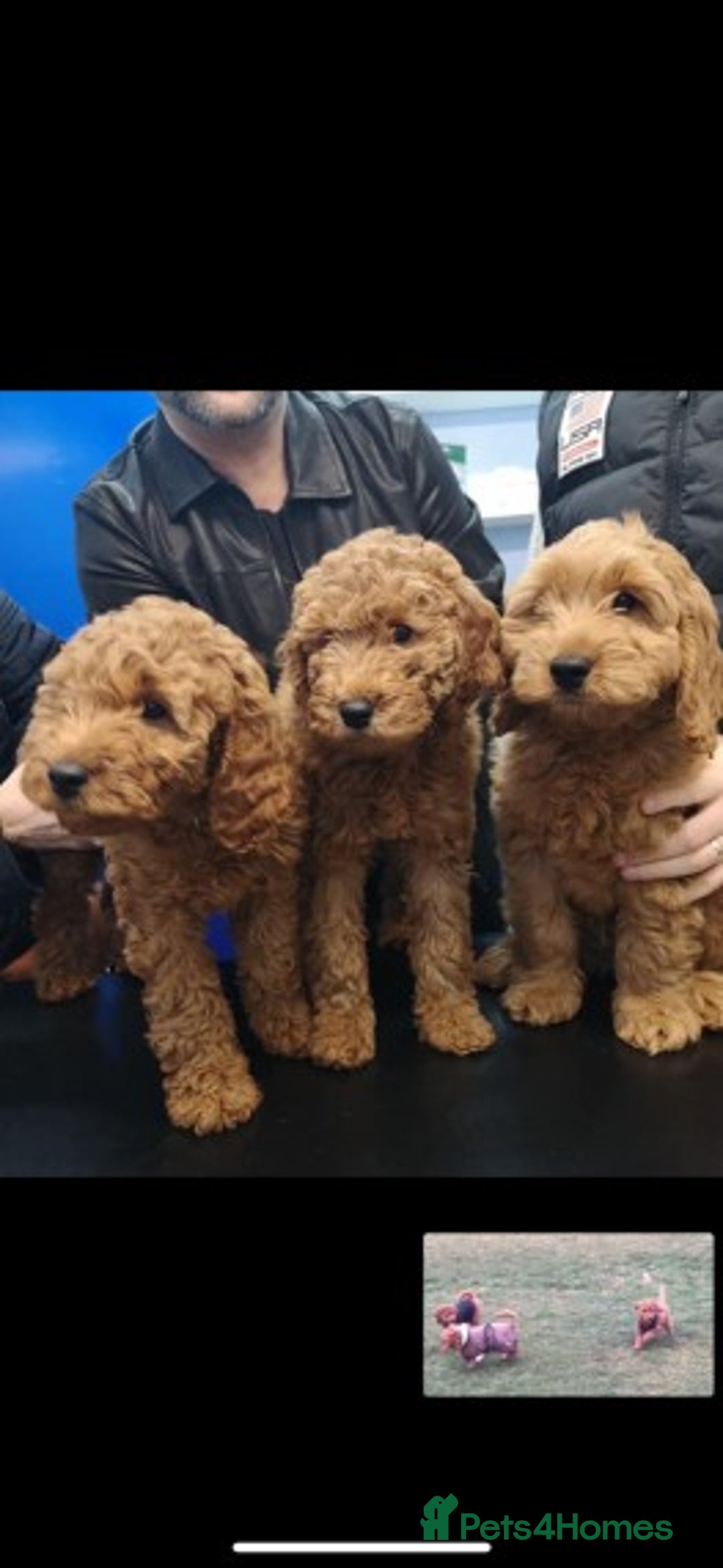 Miniature Poodle dogs for stud: Extensively Health Tested Deep Red Mini Poodle in Mansfield - Image 40