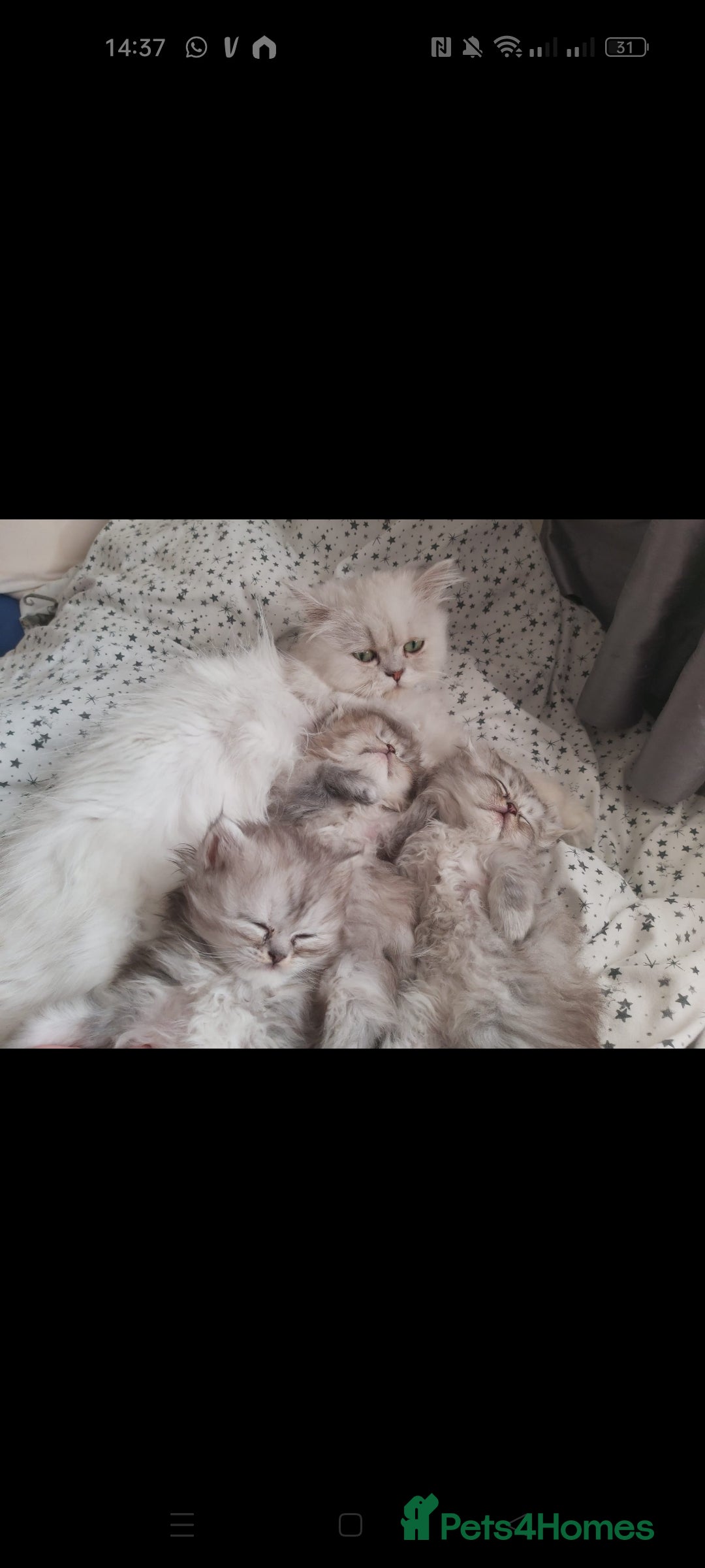 Persian cats for sale: Beautiful fluffy balls  - Advert 12