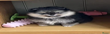 Pomeranian Puppy 1