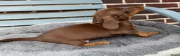 Dachshund dogs for sale: Ready to leave daschund puppy  in Salford - Advert 3