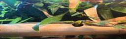 Gecko reptiles for sale: Phelsuma Klemmeri - Advert 4