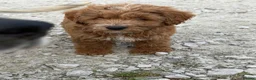 Cockapoo dogs for sale: Cocker poo - Advert 5