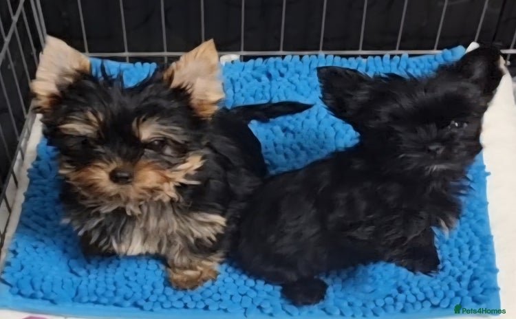 Yorkshire Terrier dogs - Advert 4