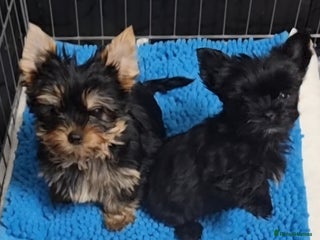 Yorkshire Terrier dogs - Advert 3