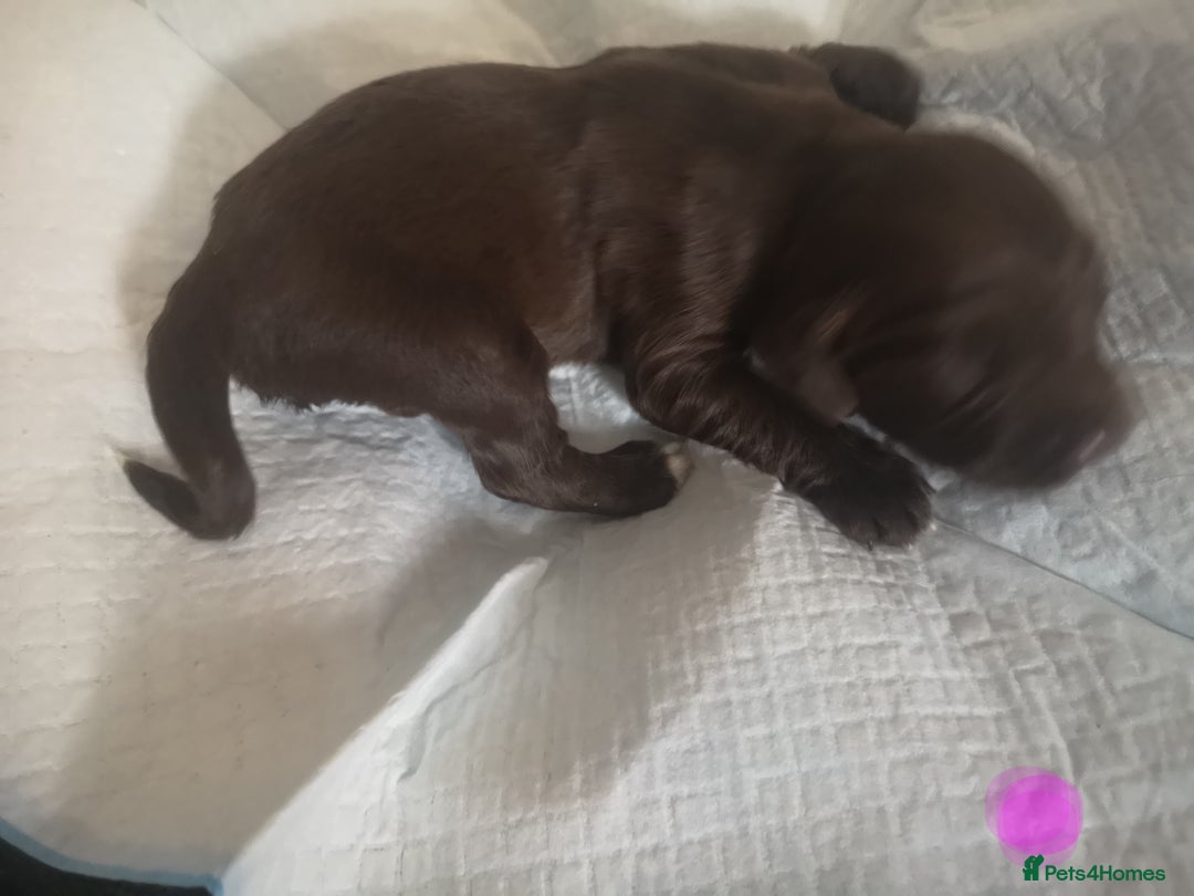 English Springer Spaniel dogs for sale: Beautiful springer Spainel pups. Ready 01/11/25 - Image 4