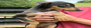 Lurcher 3