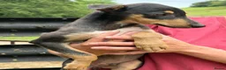 Lurcher dogs for sale: Quality Lurcher pups  in Cwmbran - Advert 11