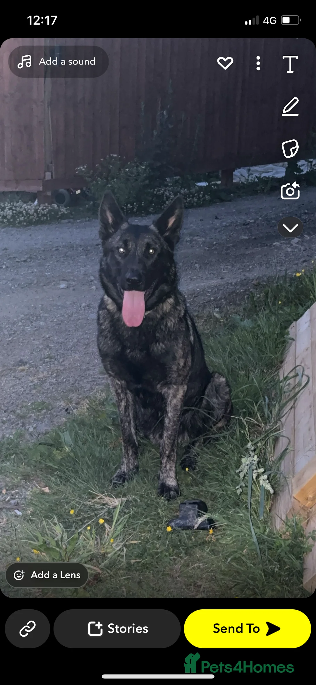 Belgian Shepherd Dog dogs for stud: Dutch shepherd for stud  - Advert 2