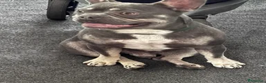 French Bulldog 1