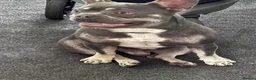 French Bulldog dogs for sale: French bulldog in Lincoln - Advert 2