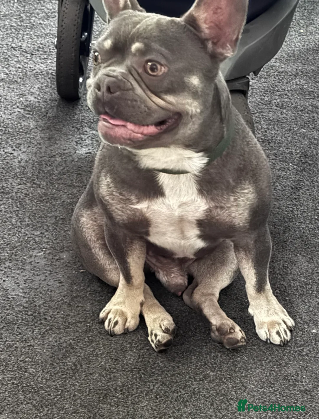French Bulldog dogs for sale: French bulldog in Lincoln - Advert 2