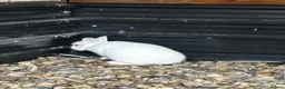 Netherland Dwarf rabbits for sale: Netherland dwarf buck  - Advert 2