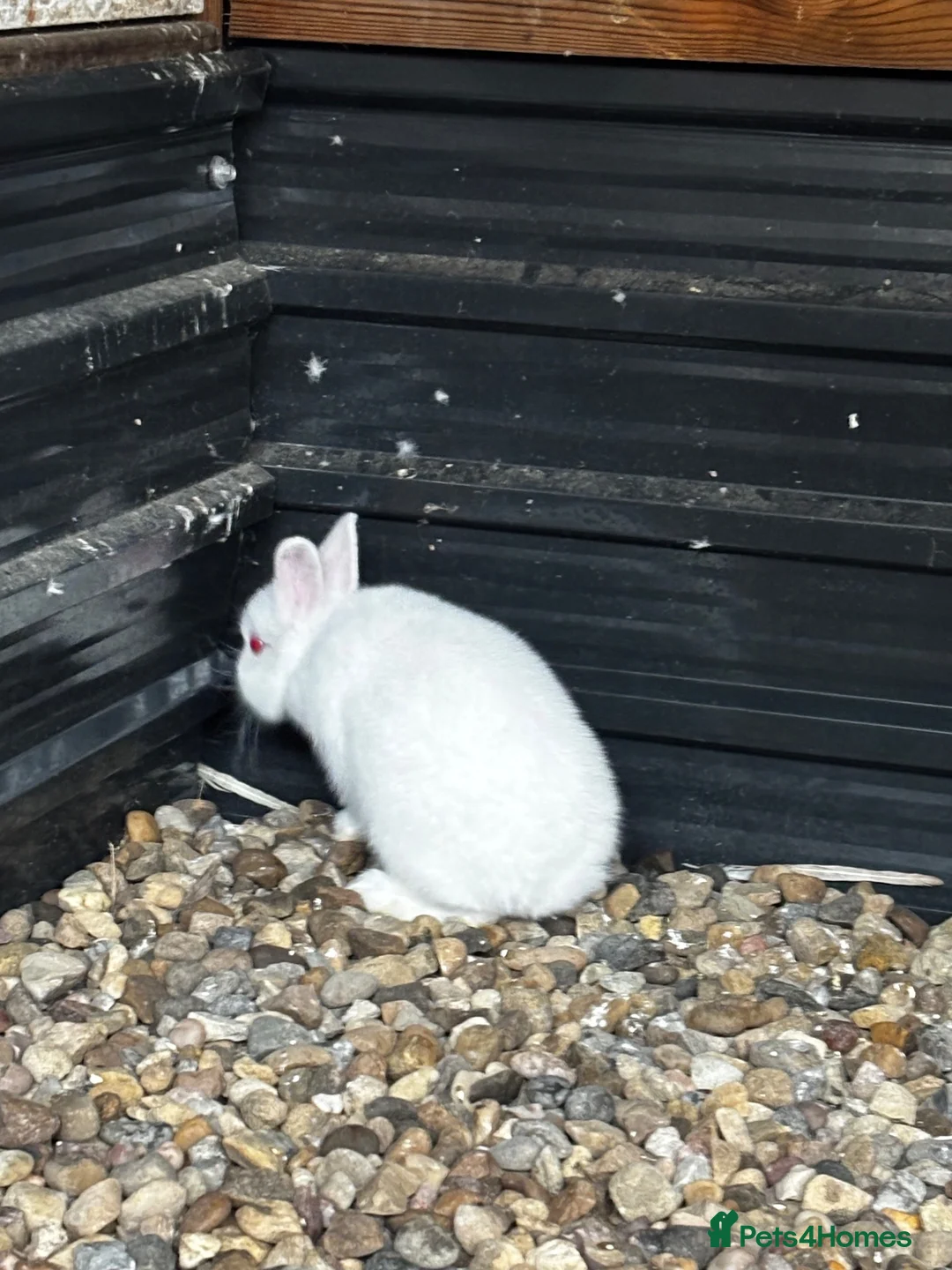 Netherland Dwarf rabbits for sale: Netherland dwarf buck  - Advert 2
