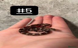 Corn Snake reptiles for sale: eight corn snakes hatchlings ready to be bought ! - Image 6