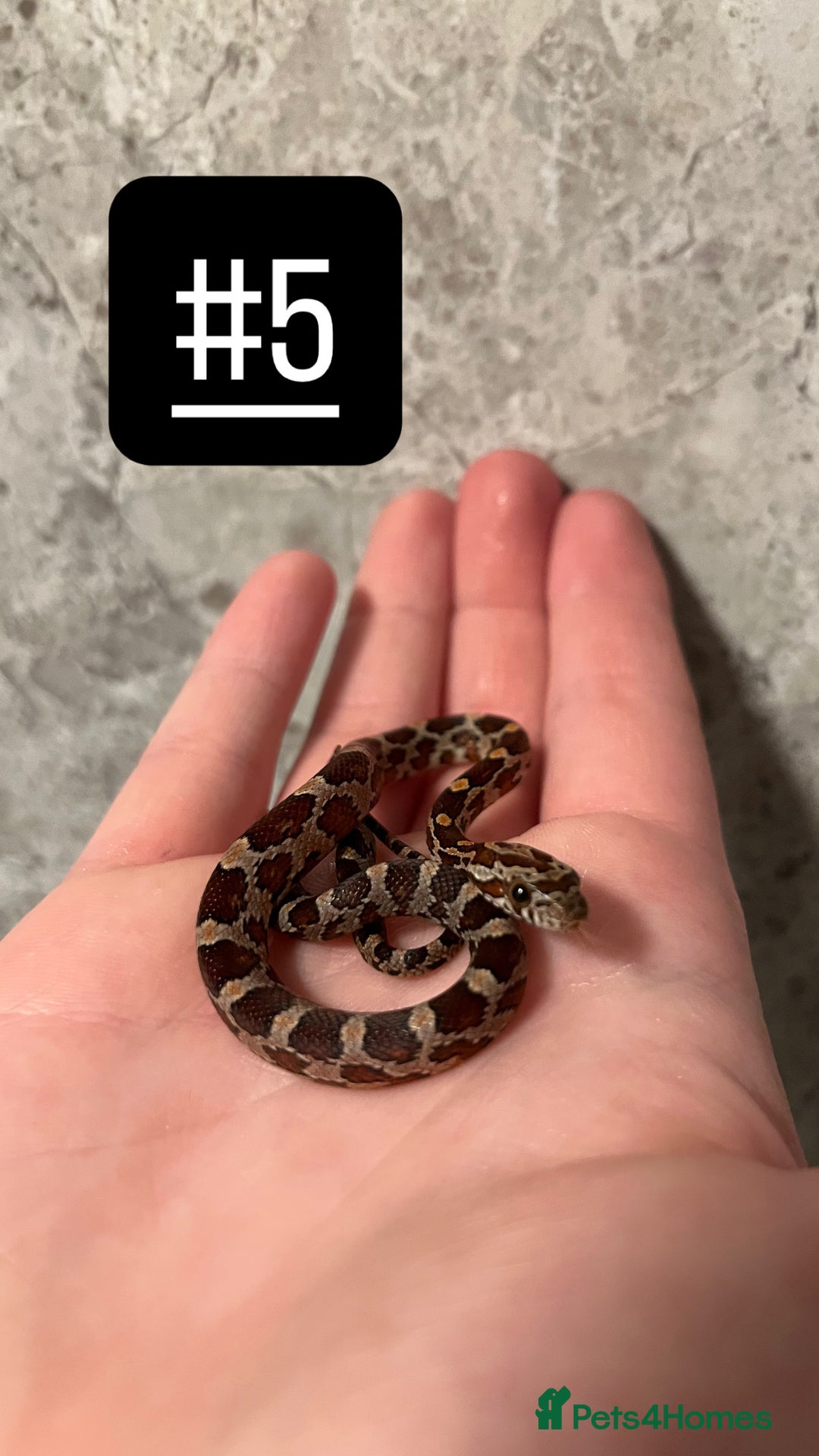 Corn Snake reptiles for sale: eight corn snakes hatchlings ready to be bought ! - Image 6