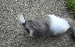 Shih Tzu dogs for sale: Shih Tzu - Image 8