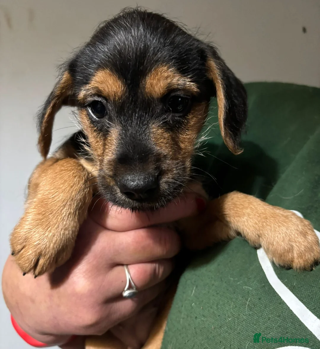 Jackapoo dogs for sale: Adorable Jackapoo Puppies  - Advert 6