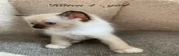 Ragdoll cats for sale: 🐾 Six Adorable Purebred Ragdoll Kittens 🐾 - Advert 33