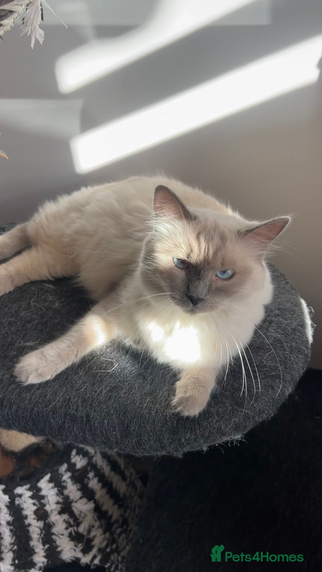 Ragdoll cats for sale: 3 Ragdoll kittens  - Advert 8