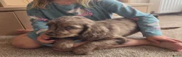 Cocker Spaniel dogs for sale: Rare coloured working type cocker spaniels! - Advert 3