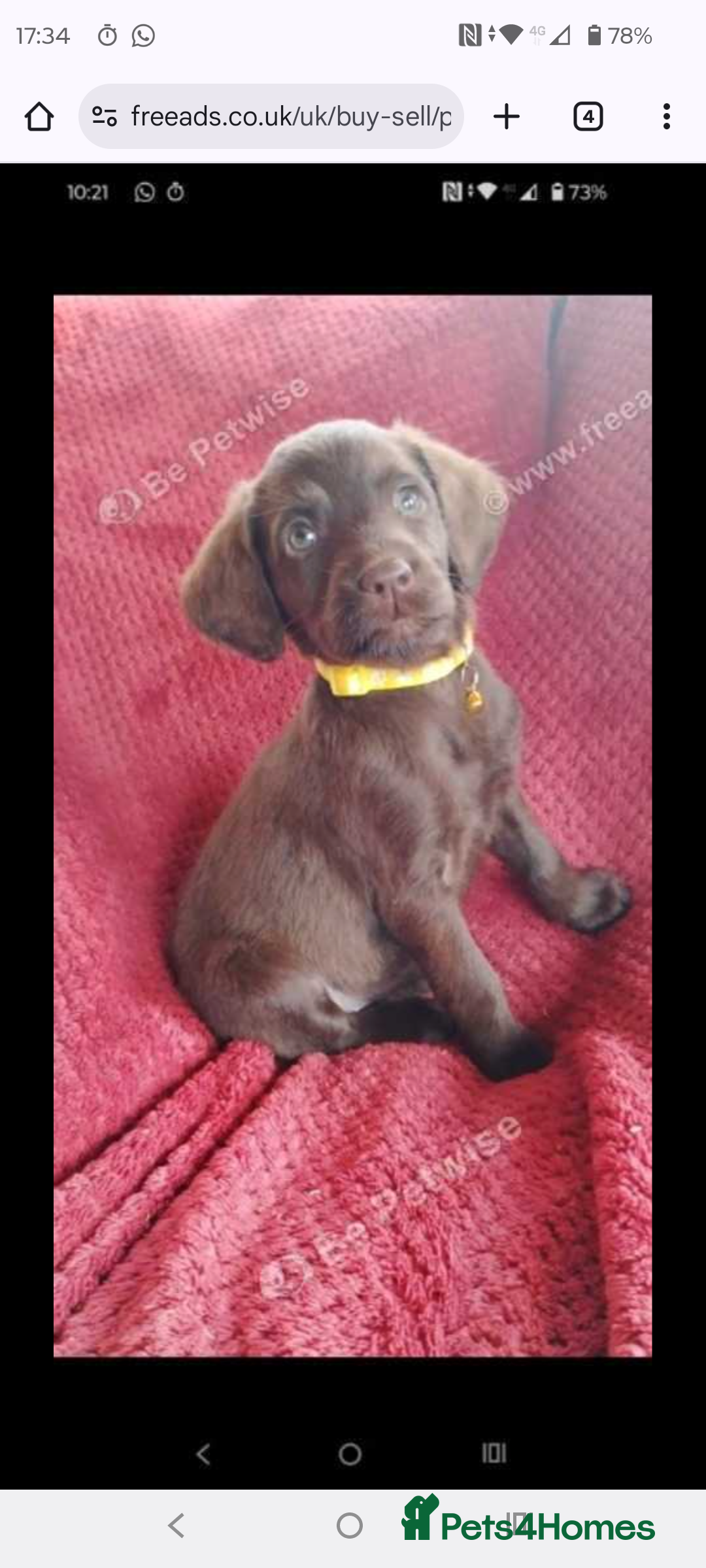 Labradoodle dogs for sale: Labradoodle puppies - Advert 3