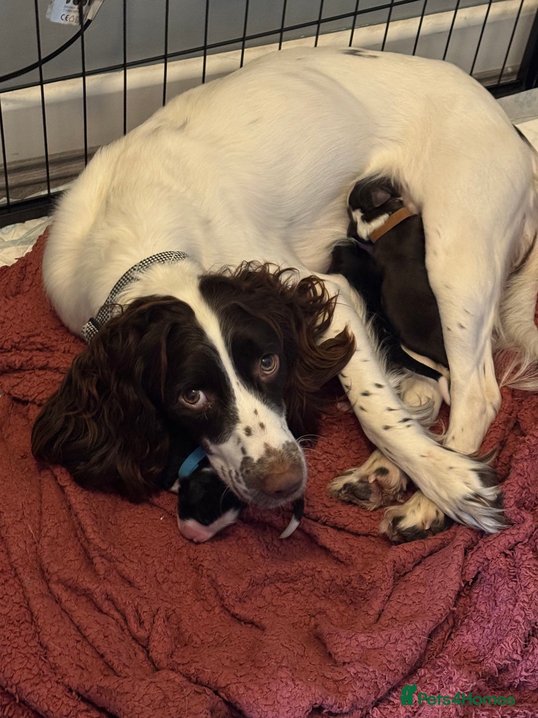 Sprollie dogs for sale: Sprollie pups for sale - Image 1