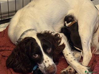 Sprollie dogs for sale - Advert 1