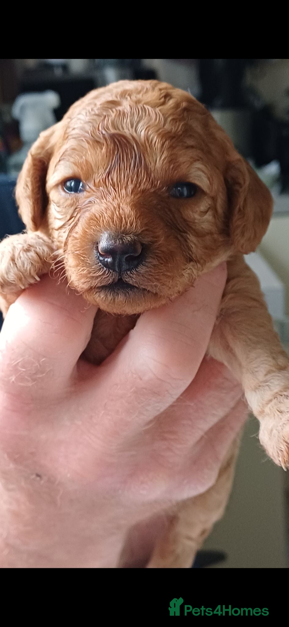 Cavapoo dogs Heslth-Tested Cavapoos-Raised with ENS & ESI   - Advert 2