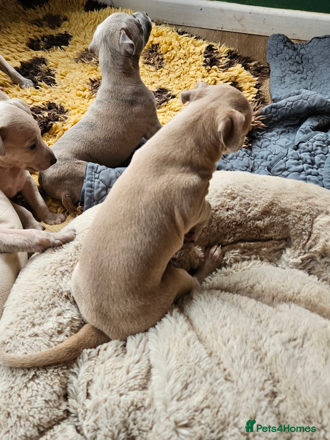 Whippet dogs for sale: ✨🐾 Gorgeous KC Registered Whippet puppies  🐾✨  - Advert 11