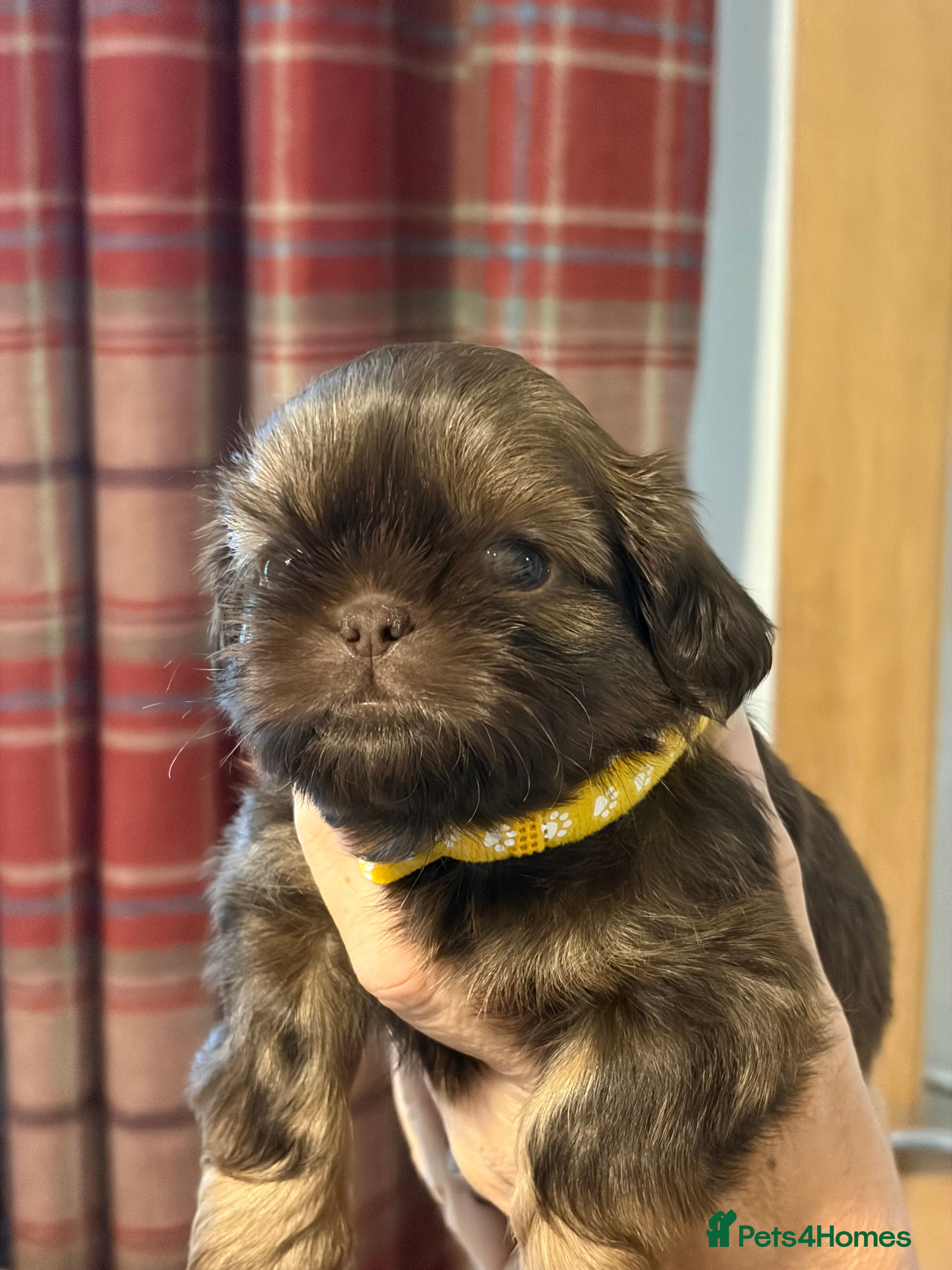 Shih Tzu dogs Imperial Shih Tzu  - Advert 14