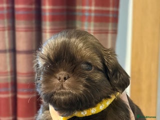 Shih Tzu dogs Imperial Shih Tzu - Advert 5