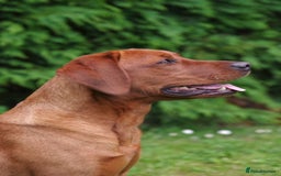Labrador Retriever dogs for sale: Darkest Mahogany Fox Red Puppies - Image 6