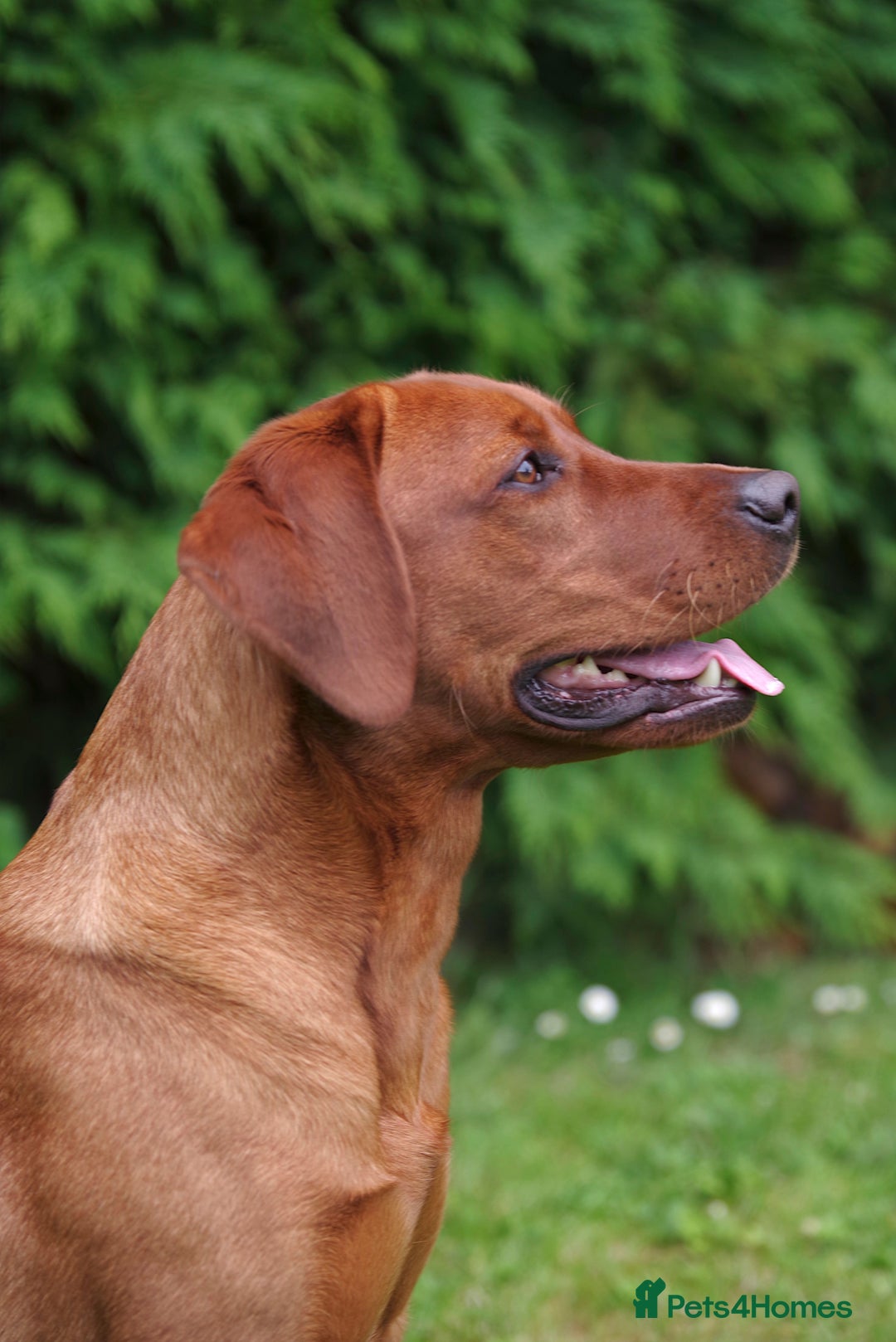 Labrador Retriever dogs for sale: Darkest Mahogany Fox Red Puppies - Image 6