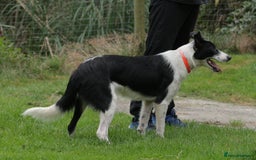 Border Collie dogs for sale: Superb natured female border collie - Image 3