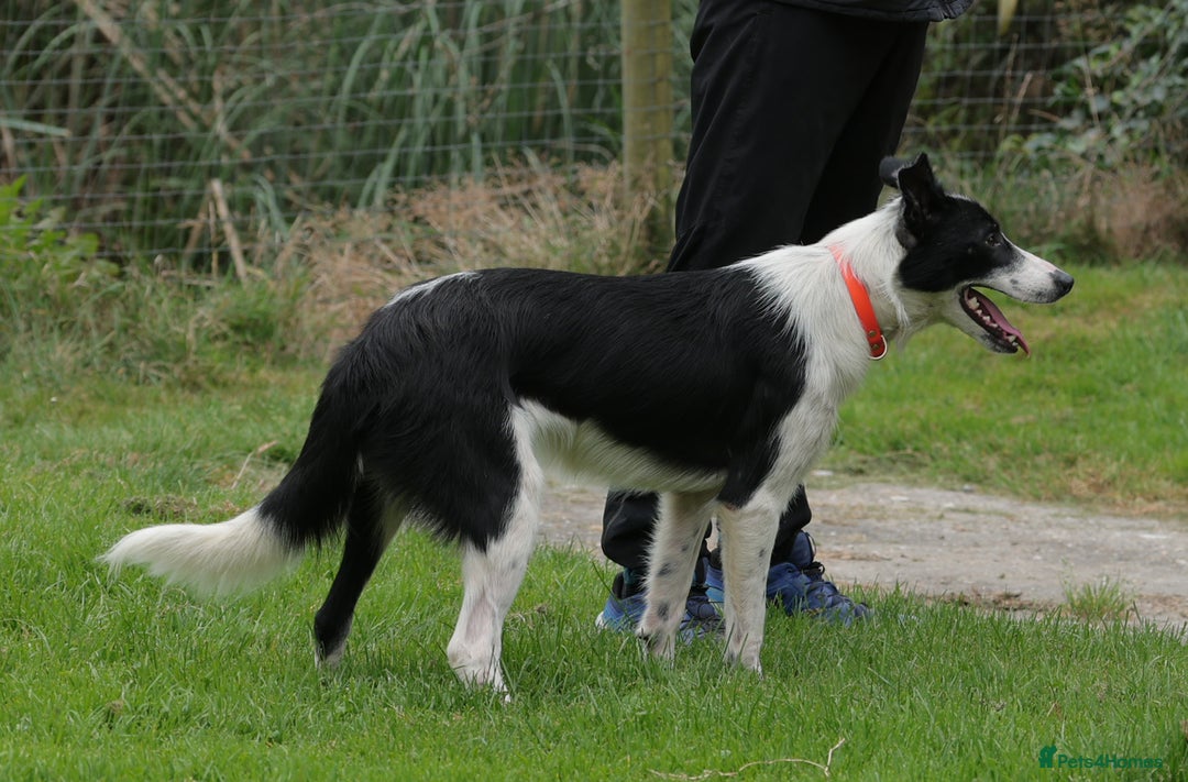 Border Collie dogs for sale: Superb natured female border collie - Image 3
