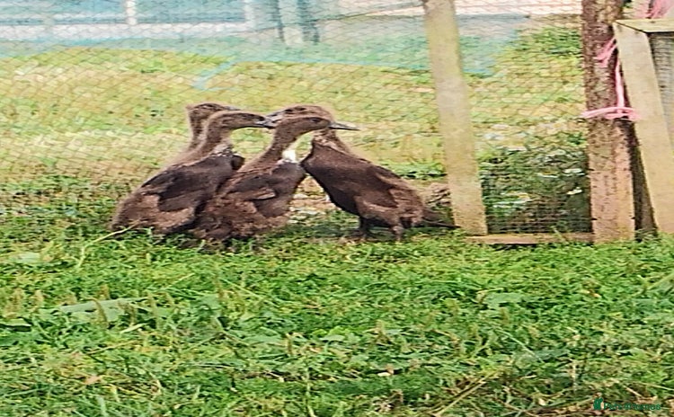 Ducks poultry - Advert 5