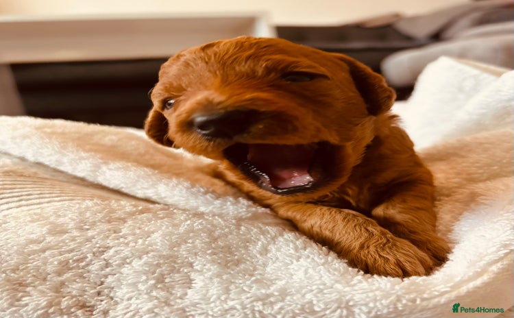 Cockapoo dogs ⭐️ 1 Gorgeous Boy left- Cockapoo ⭐️ - Advert 16