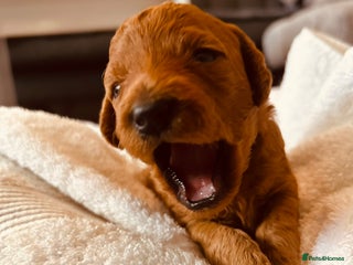 Cockapoo dogs ⭐️ 1 Gorgeous Boy left- Cockapoo ⭐️ - Advert 5