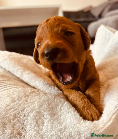 Cockapoo dogs ⭐️ 1 Gorgeous Boy left- Cockapoo ⭐️ - Advert 16