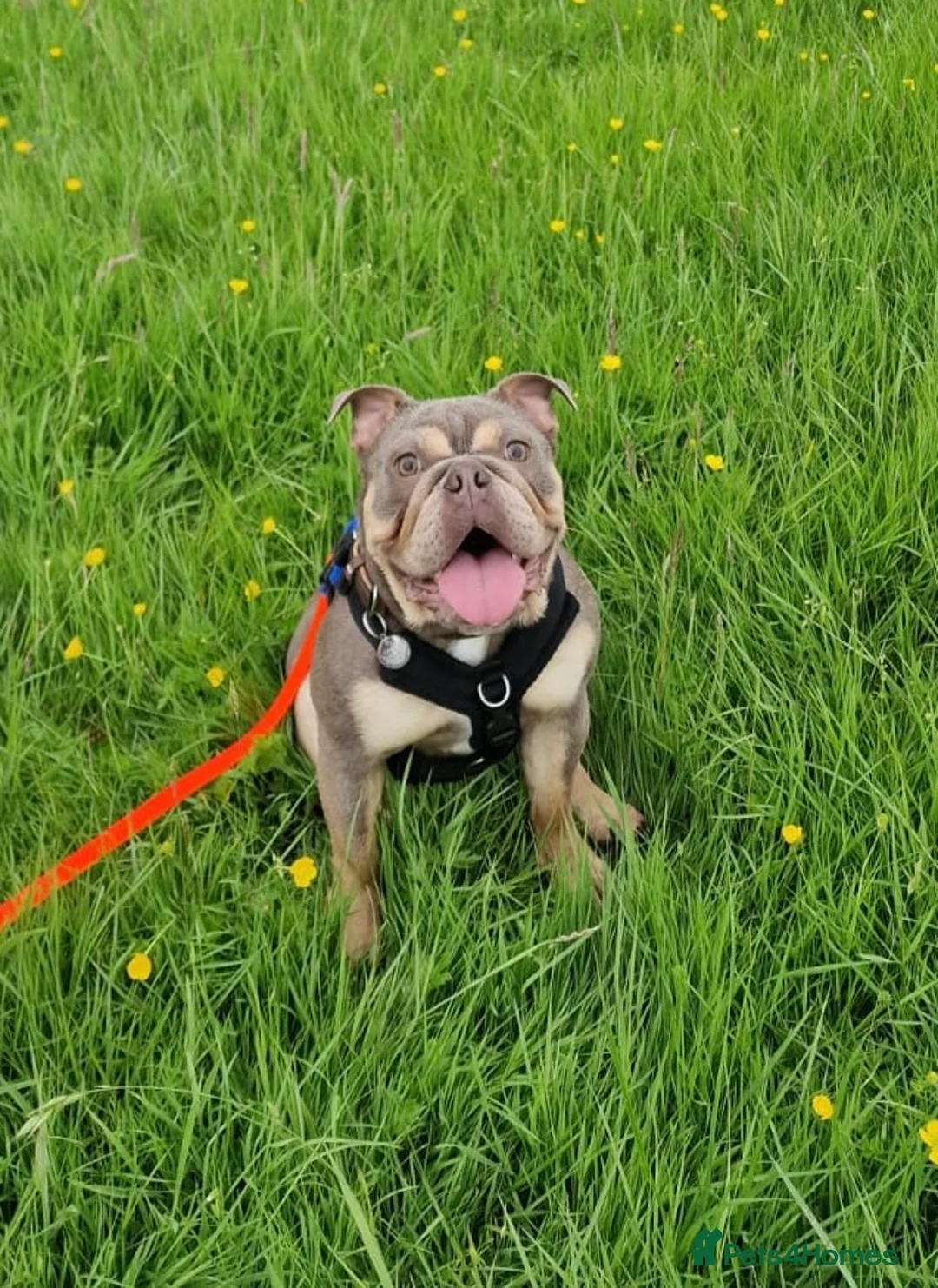 English Bulldog dogs for sale: Exceptional Companion in Northampton - Advert 2