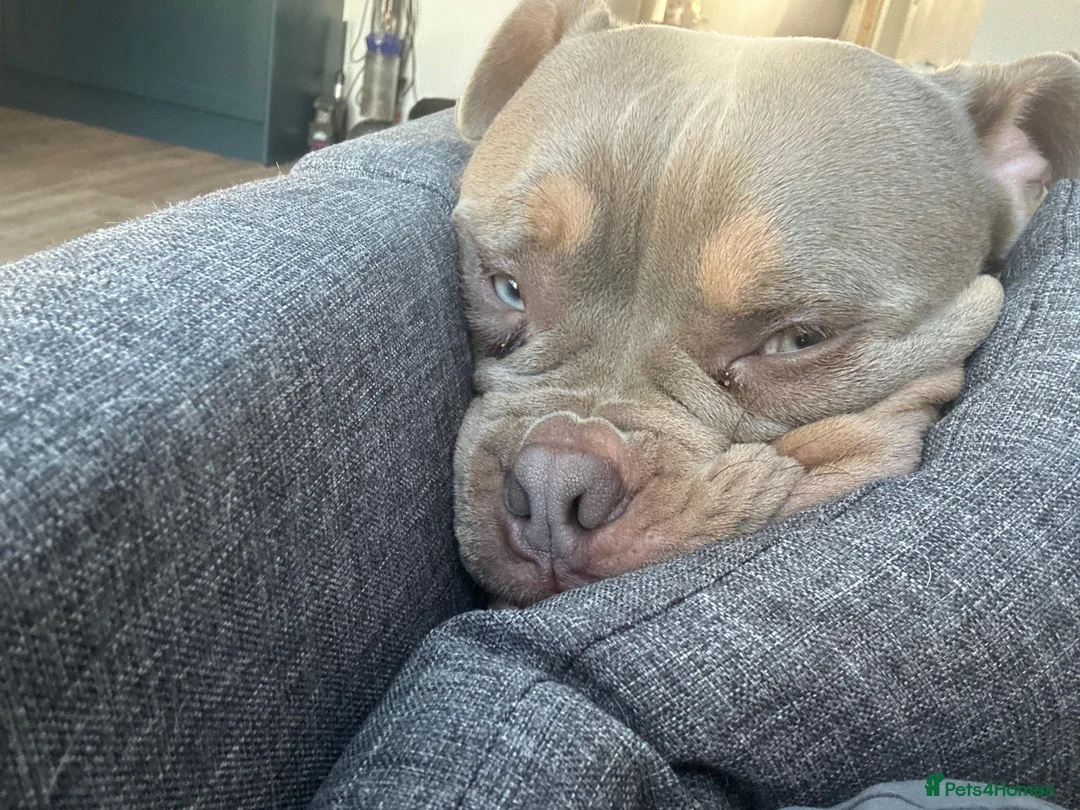 American Bully dogs for stud: Blue for studding in Banstead - Advert 4