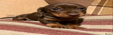 Miniature Dachshund 5