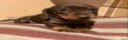 Miniature Dachshund dogs for sale: KC registered PRA clear miniature dachshunds  - Advert 9