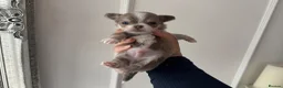 Chihuahua dogs for sale: 🐾🩶 OUTSTANDING litter of EXCEPTIONAL Chihuahuas - Advert 14