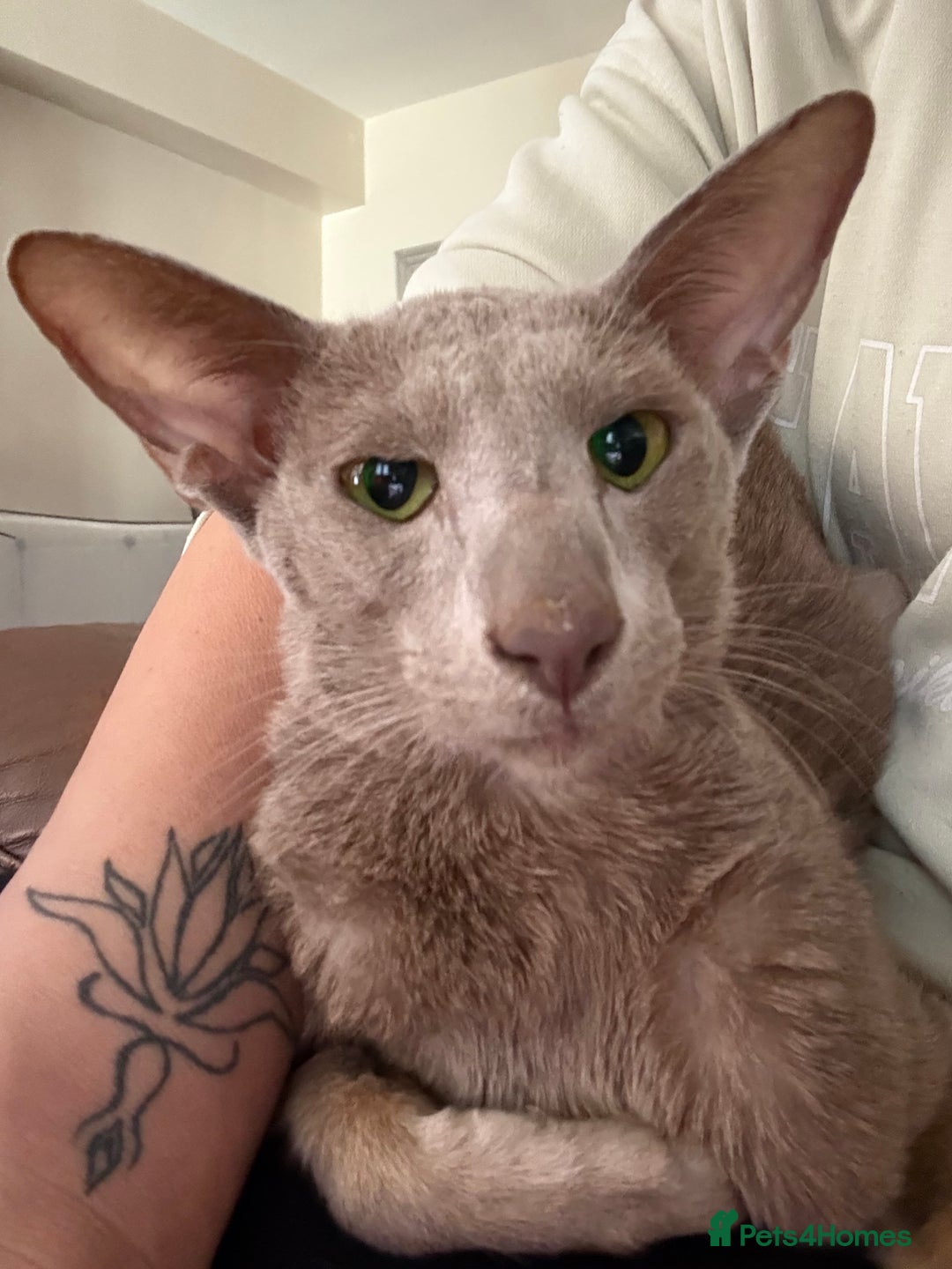 Oriental cats for sale: Lilac oriental shorthair GCCF registered  - Image 1