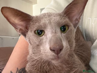 Oriental cats - Advert 6