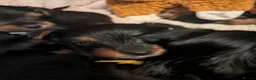 Yorkshire Terrier dogs for sale: ANMACO Yorkshire Terriers KC Ped - Advert 4